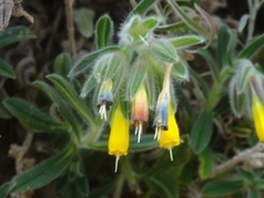 Onosma frutescens
