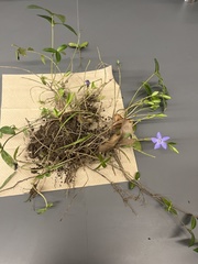 Vinca minor