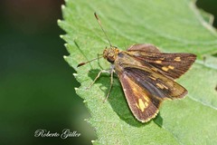 Vinius pulcherrimus
