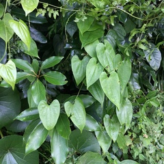 Dioscorea collettii