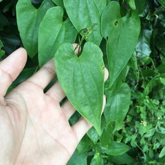 Dioscorea collettii