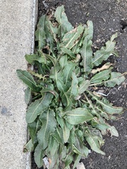Rumex crispus