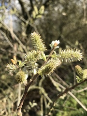 Salix cinerea