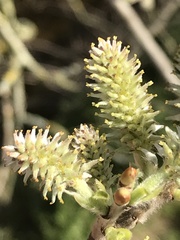 Salix cinerea