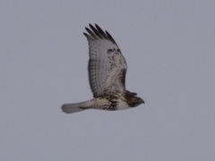 Buteo jamaicensis