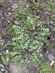 Capsella bursa-pastoris