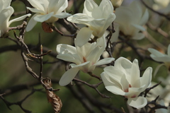 Magnolia denudata