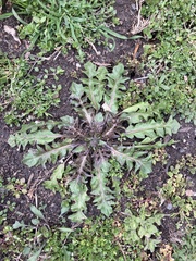 Capsella bursa-pastoris