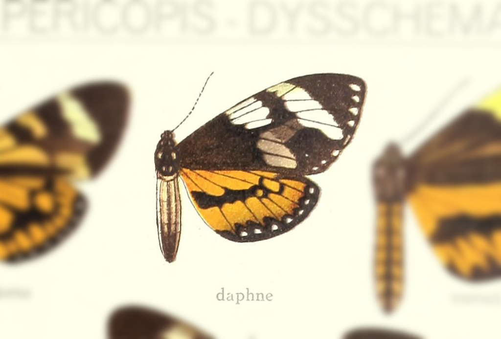 Dysschema daphne