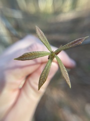 Quercus oglethorpensis