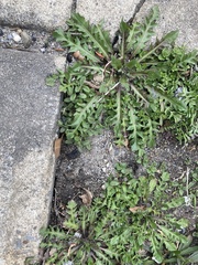 Capsella bursa-pastoris