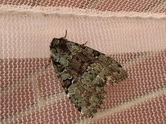 Leuconycta lepidula