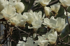 Magnolia denudata