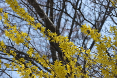 Forsythia koreana