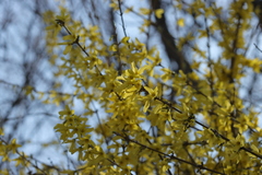 Forsythia koreana