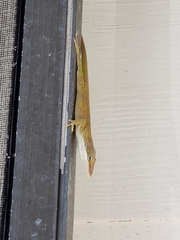 Anolis carolinensis