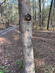 Quercus oglethorpensis