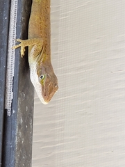 Anolis carolinensis
