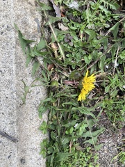 Taraxacum