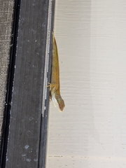 Anolis carolinensis