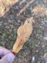 Quercus oglethorpensis