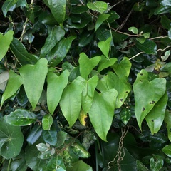 Dioscorea collettii