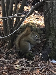 Tamiasciurus hudsonicus
