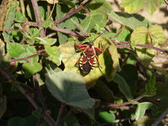 Apiomerus flaviventris