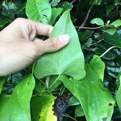 Dioscorea collettii
