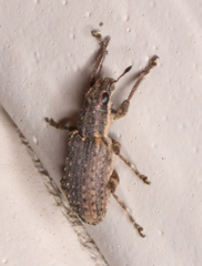 Sitona californius