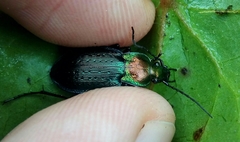 Carabus deyrolei