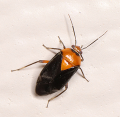 Neocapsus