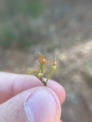 Andricus quercusutriculus