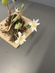 Sanguinaria canadensis