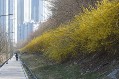 Forsythia koreana