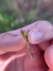 Andricus quercusutriculus