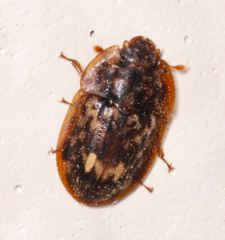 Lobiopa undulata