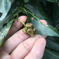 Glochidion lanceolatum