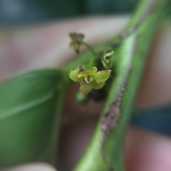 Glochidion lanceolatum