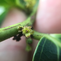 Glochidion lanceolatum