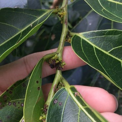 Glochidion lanceolatum