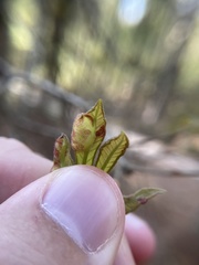 Neuroterus quercusirregularis