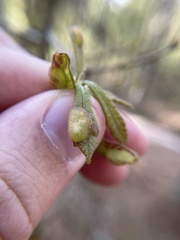 Neuroterus quercusirregularis