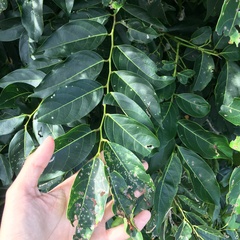 Glochidion lanceolatum