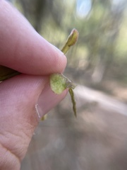 Neuroterus quercusirregularis