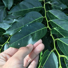 Glochidion lanceolatum