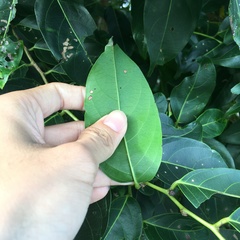 Glochidion lanceolatum