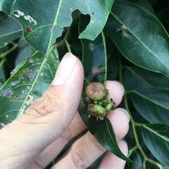 Glochidion lanceolatum