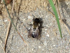 Andrena nycthemera