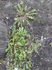 Capsella bursa-pastoris